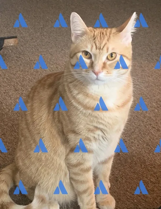 Ein Beispielbild mit einem Bildwasserzeichen im Atlassian-Logo